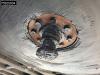 Schmitz SCB*S3T 3 axles Photo 29 thumbnail