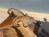 Verachtert CW40 Photo 7 thumbnail