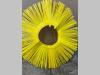 Brosse balayeuse pour Uemme Manta 1800 HD Photo 2 thumbnail