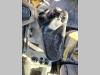 Fiat Hitachi D 180 PS Photo 23 thumbnail