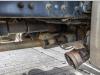 Renault T 380 +MAGYAR 19.000L/6COMP+INTARDER Photo 13 thumbnail