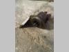 Pompe hydraulique pour Komatsu D31S Photo 1 thumbnail