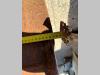 Lehnhoff 1370 Photo 8 thumbnail