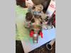 Stanadyne Db4427-5161 Photo 3 thumbnail
