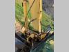 Yanmar VIO75 Photo 5 thumbnail
