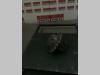 Moteur de translation pour Neuson 3402 Photo 3 thumbnail