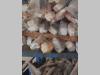 Kit de pistons Photo 3 thumbnail