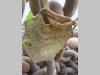 Chaînes Photo 3 thumbnail