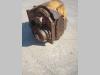 Transmission pour Fiat Allis FL10C Photo 2 thumbnail