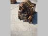 Transmission pour Fiat Allis FL10C Photo 6 thumbnail