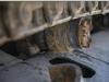 Caterpillar 321D Photo 21 thumbnail