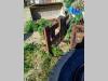Foredil FM700 Photo 11 thumbnail