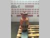 Moteur de rotation pour Fiat Hitachi FH200E Photo 1 thumbnail