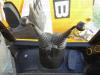JCB 4CX PRO Photo 26 thumbnail