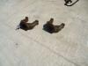 Fourche de roue folle pour Hitachi ZAXIS 350.3 Photo 1 thumbnail