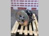 Pompe hydraulique pour New Holland E385 Photo 2 thumbnail