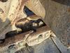 Liebherr R954B HD Photo 17 thumbnail