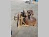 Roue folle pour ZAXIS 240.3 e 210 Photo 1 thumbnail