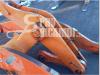 Bras pour chargeuse pour Fiat Hitachi W 270 Photo 2 thumbnail
